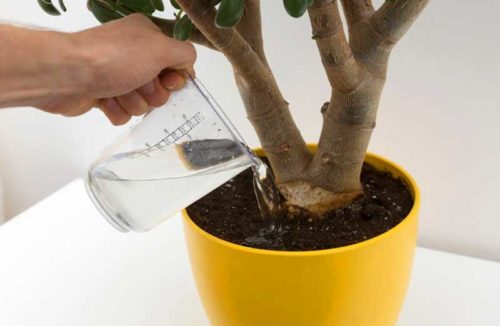 Kann man destilliertes Wasser für Pflanzen nehmen?