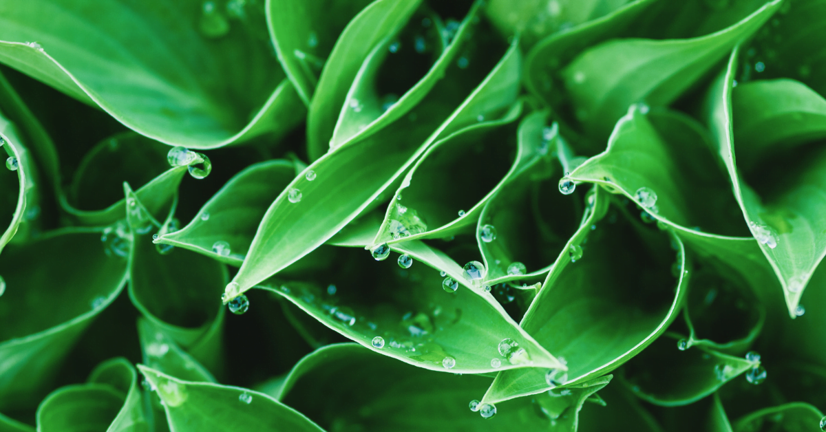 Vorteile von abgekochtem Wasser für Pflanzen